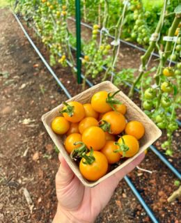 MosFamilyFarm5